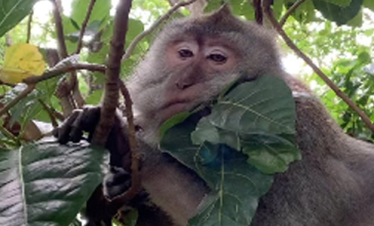Ubud Monkey Forest Sanctuary