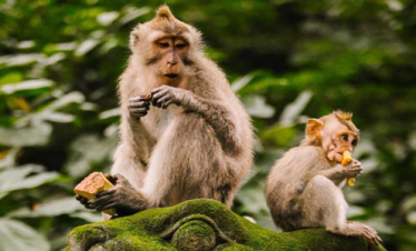 Ubdu Monkey Forest Sanctuary